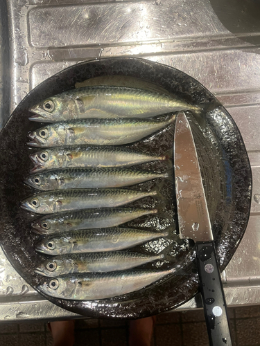 サバの釣果