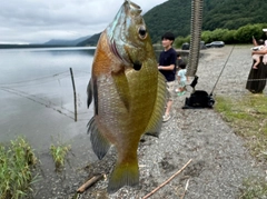 ブルーギルの釣果