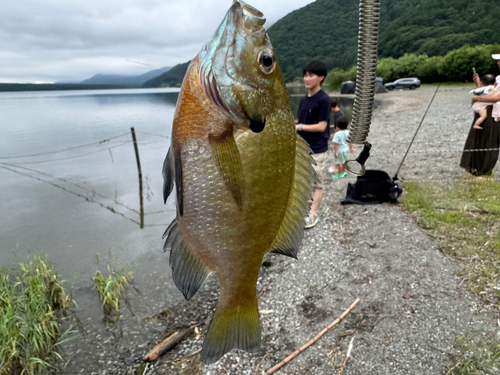 ブルーギルの釣果