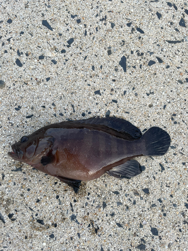 ヤミハタの釣果