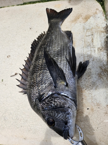 クロダイの釣果