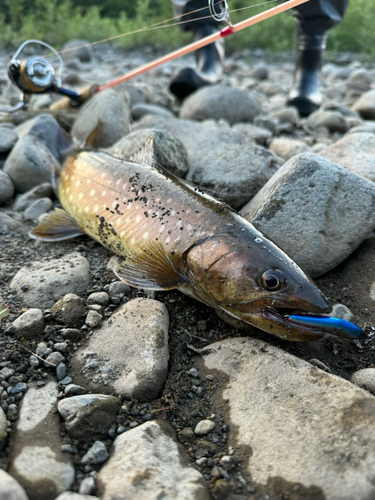 アメマスの釣果