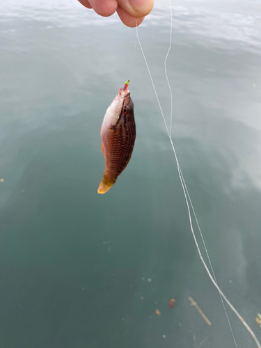 ベラの釣果