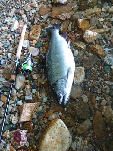 サクラマスの釣果