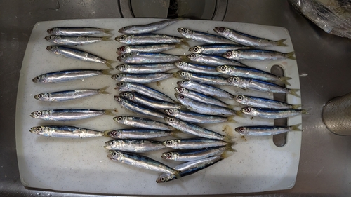 イワシの釣果