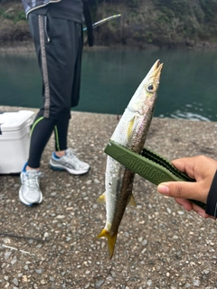 アカカマスの釣果