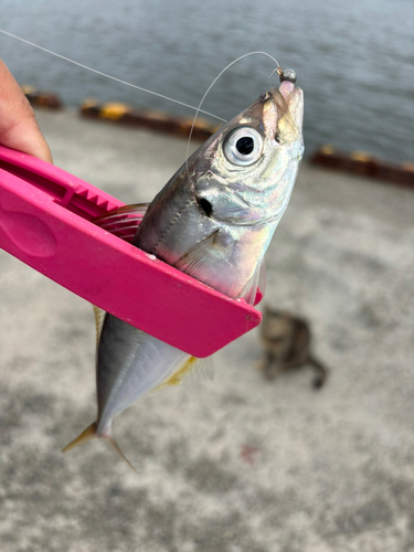 マアジの釣果