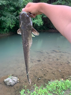 ナマズの釣果