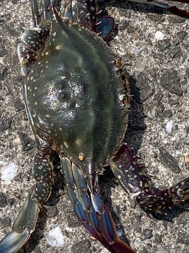 タイワンガザミの釣果