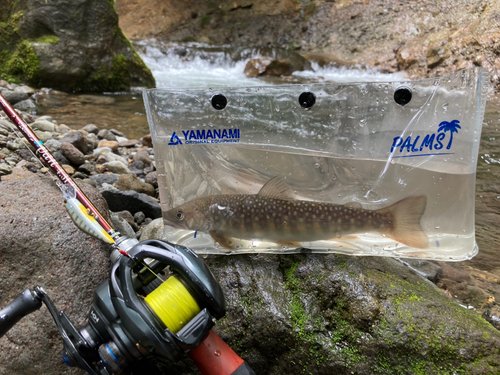 イワナの釣果