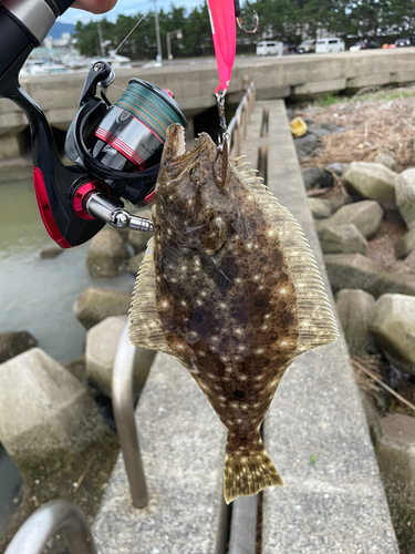 ヒラメの釣果