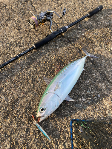 ソウダガツオの釣果