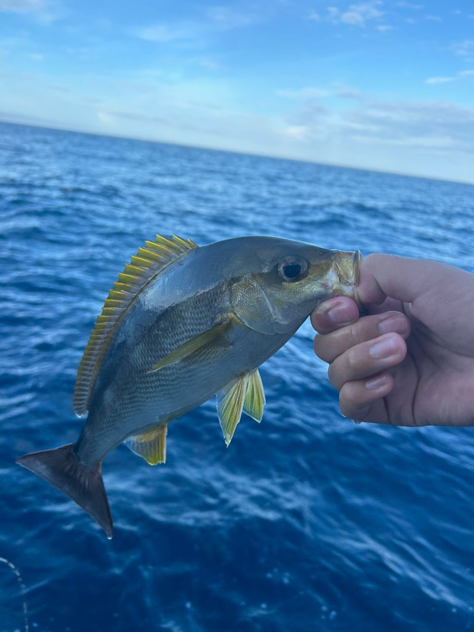 気まぐれ釣りニキさんの釣果 3枚目の画像