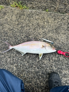 カンパチの釣果