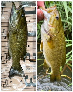 スモールマウスバスの釣果