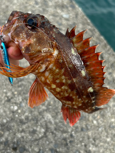 カサゴの釣果