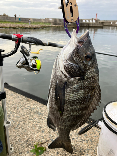 チヌの釣果