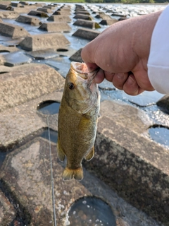 スモールマウスバスの釣果