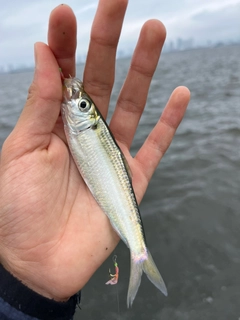 サッパの釣果