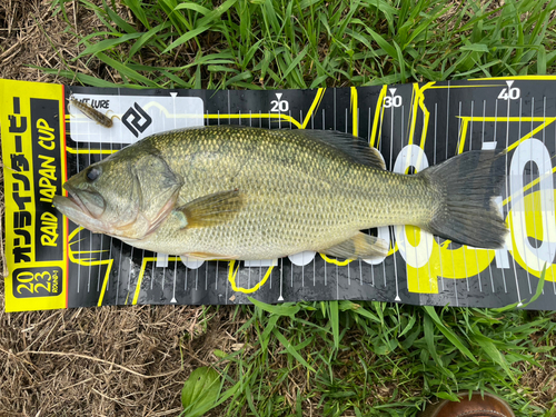 ブラックバスの釣果