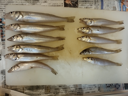 シロギスの釣果