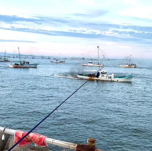 シロギスの釣果