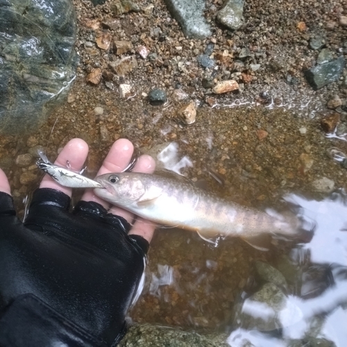 イワナの釣果