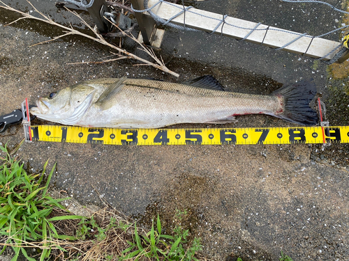 スズキの釣果