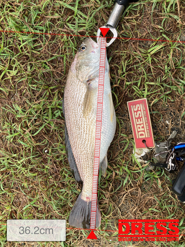 イシモチの釣果