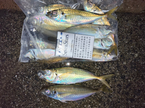 アジの釣果