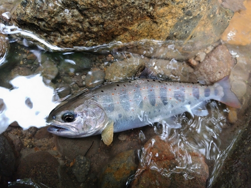 アマゴの釣果