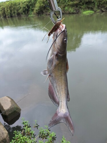 アメリカナマズの釣果