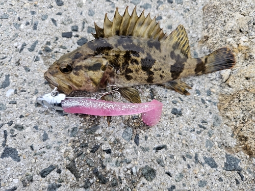 タケノコメバルの釣果