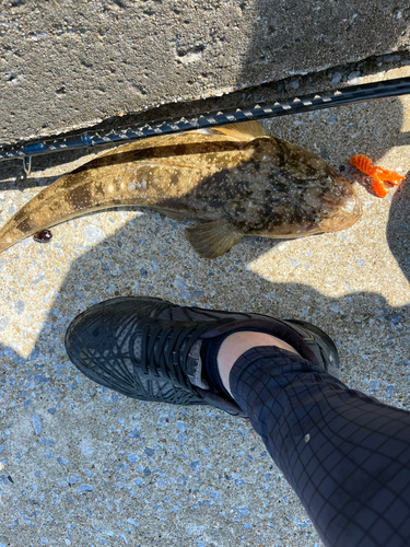 マゴチの釣果