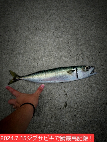 マサバの釣果