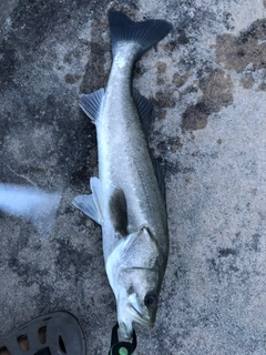 セイゴ（マルスズキ）の釣果