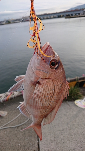 チャリコの釣果