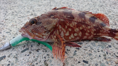 ガシラの釣果