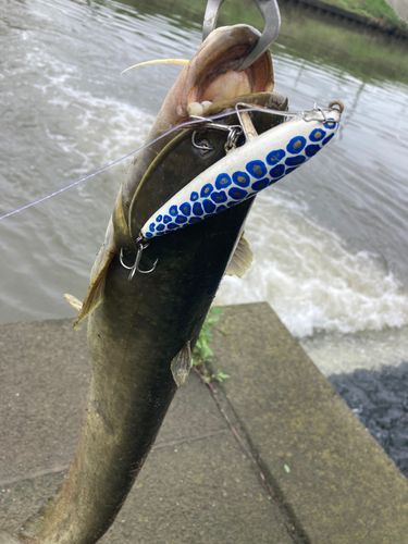 ナマズの釣果