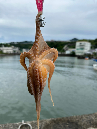 マダコの釣果