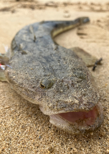 マゴチの釣果