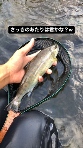 アマゴの釣果