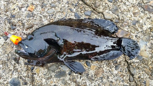 アザハタの釣果