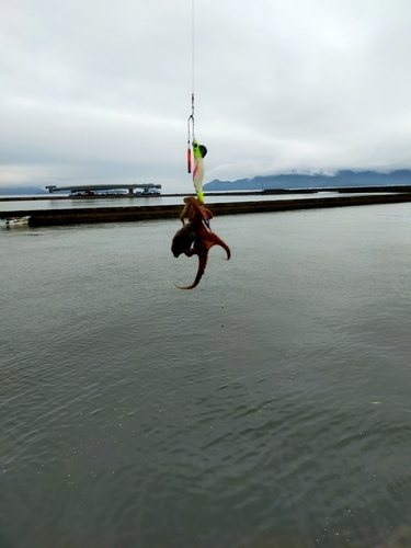 タコの釣果