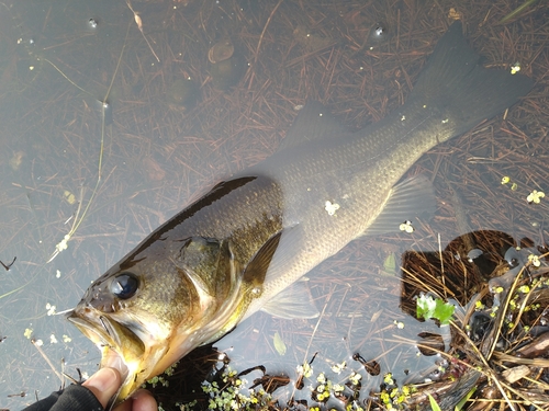 ラージマウスバスの釣果