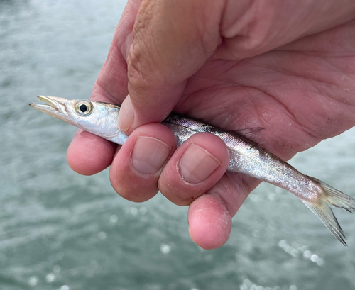 アカカマスの釣果