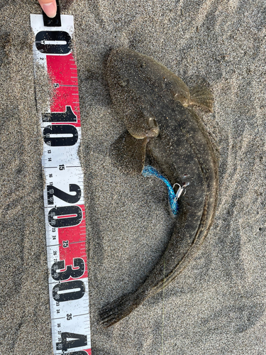 マゴチの釣果