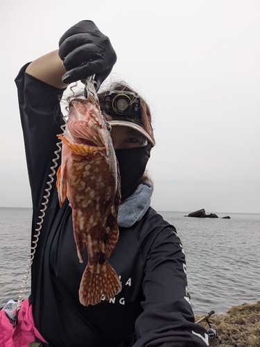 カサゴの釣果