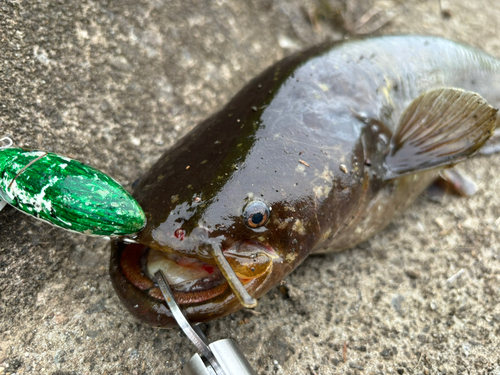 ナマズの釣果