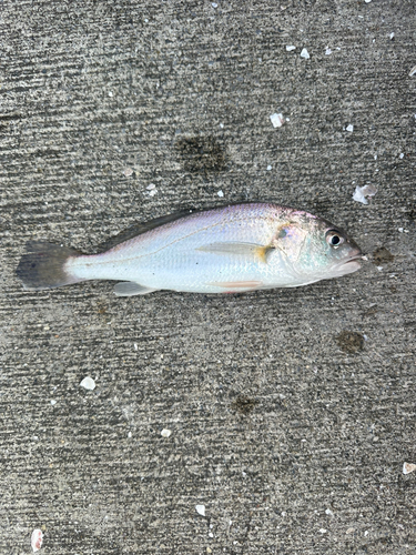 イシモチの釣果